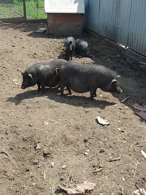 Porci vietnamezi &slănină afumată 