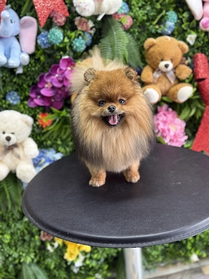 Pomeranian mascul mini toy