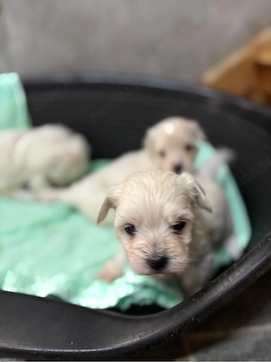 Bichon Maltez