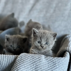 British Shorthair - rasa pura, vizita la felisa,  îngrijiți și sanatosi - imagine 2
