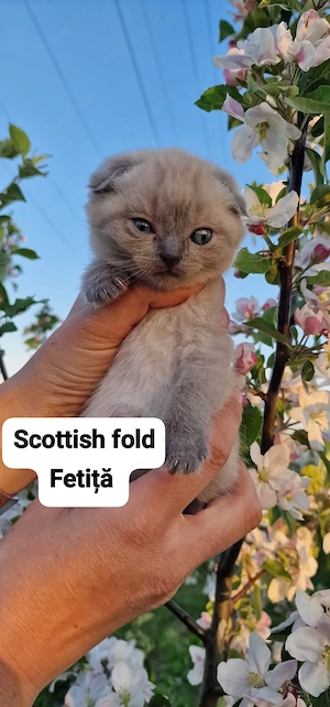 Pui de Scottish fold 