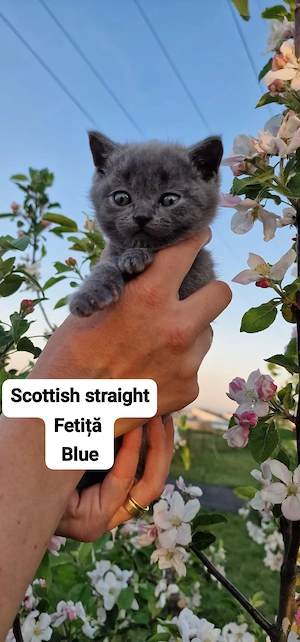 Pui de Scottish fold 