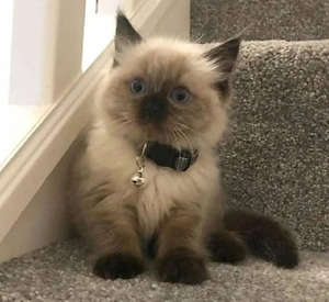 Ragdoll.   