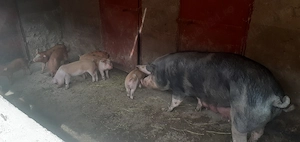 Scroafa cu 6 purcei si storcător de miere  - imagine 3
