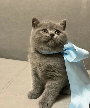 British Shorthaire Blue  - imagine 4
