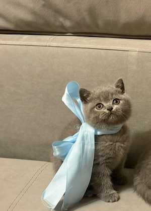 British Shorthaire Blue  - imagine 2