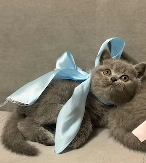 British Shorthaire Blue  - imagine 3