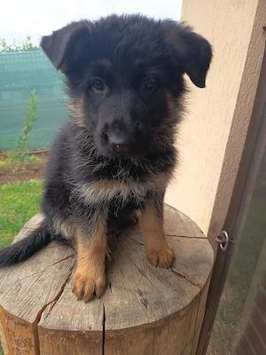 Ciobanesc german cu pedigree  - imagine 5