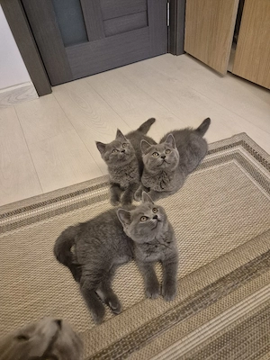 vand pui british Shorthair 