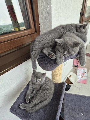 vand pui british Shorthair  - imagine 3