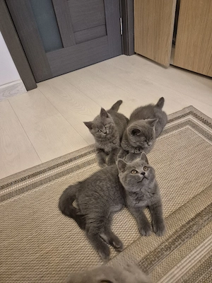 vand pui british Shorthair  - imagine 4