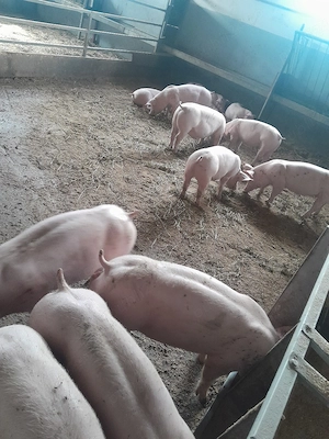 De vânzare purcei si porci mari 