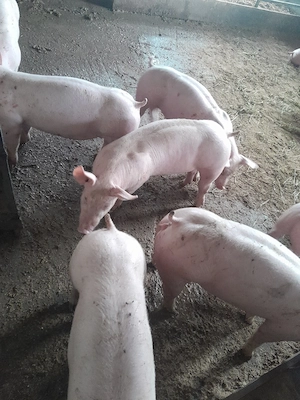 De vânzare purcei si porci mari  - imagine 4