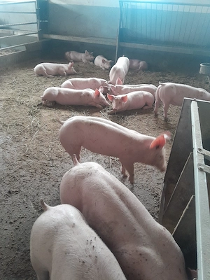 De vânzare purcei si porci mari  - imagine 2