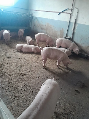 Purcei si porci mari 