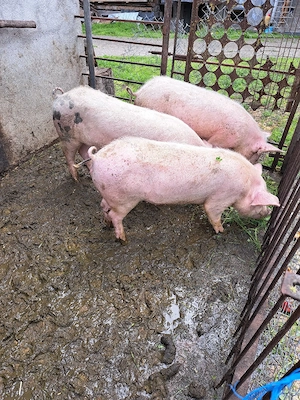vand porci 