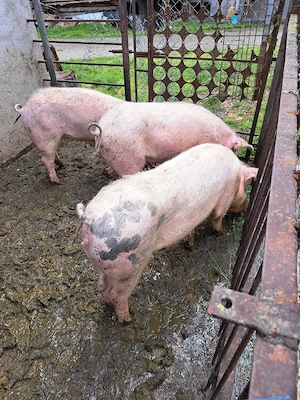vand porci 