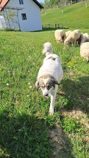 Femela ciobanesc de bucovina - imagine 2