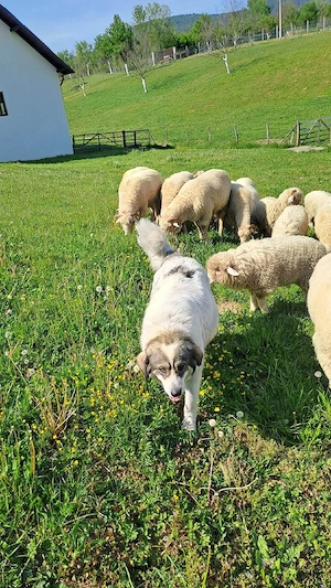 Femela ciobanesc de bucovina - imagine 4
