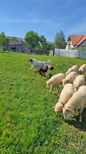 Femela ciobanesc de bucovina - imagine 3