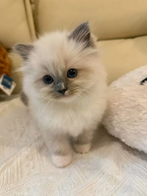 Ragdoll băiețel 
