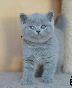 British Shorthair blue 