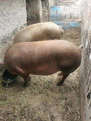 Vând două scroafe gestante 