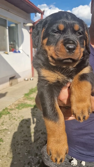  Pui Rottweiler Talie Mare