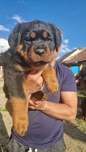  Pui Rottweiler Talie Mare - imagine 5