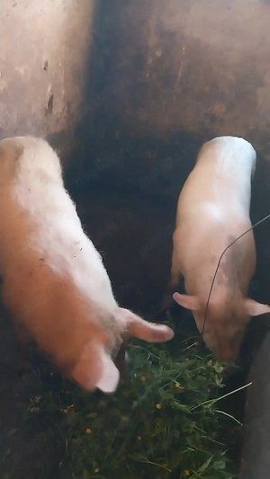 Porc de vanzare! 