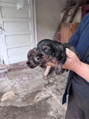 teckel sârmos