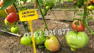 Rasad rosii [tomate] | Rasaduri rosii Prekos, Inima de bou, Ardei, etc