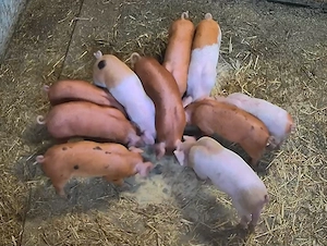 Purcei de vânzare..