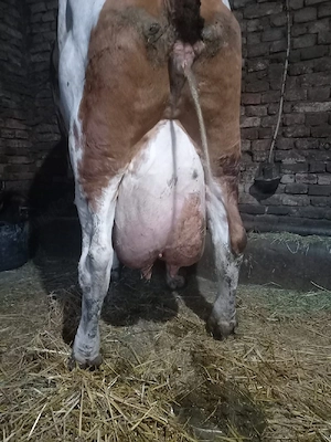 vaca de vânzare 