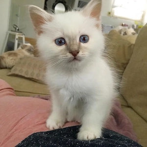 Ragdoll jjucaus 