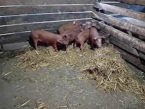 vând 8 purcei de 9 săptămâni 