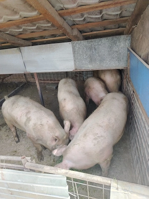 Porci de vânzare 