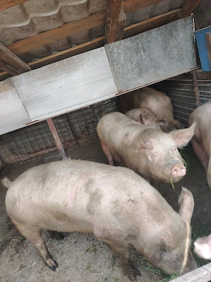 Porci de vânzare  - imagine 5