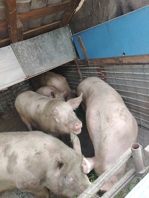 Porci de vânzare  - imagine 2