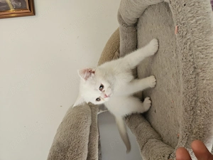 British shorthair alb  - imagine 2