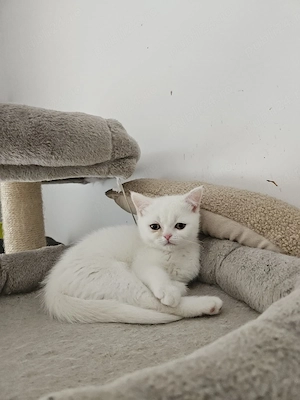British shorthair alb 
