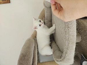 British shorthair alb  - imagine 3