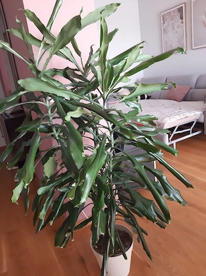 Planta decorativă de interior
