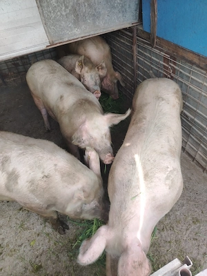 Porci de vânzare 