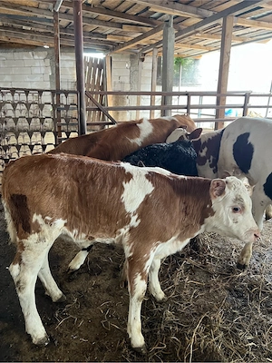 Aduc viței si vițele pe comandă în toată România  bălțată românească, angus si belgian, 1-3 lună  Pr - imagine 4