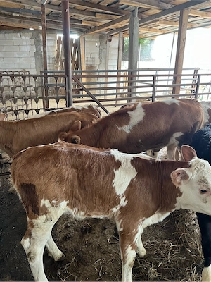 Aduc viței si vițele pe comandă în toată România  bălțată românească, angus si belgian, 1-3 lună  Pr