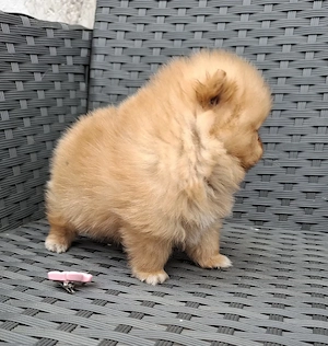 mini pomeranian toy femela - imagine 3