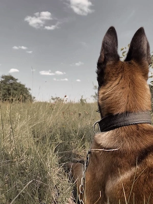 Donez pui de belgian malinois (metis) - imagine 2