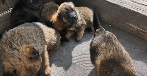 Donez pui de belgian malinois (metis) - imagine 3