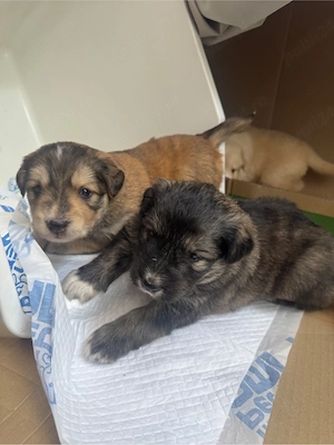 Adoptie responsabila pentru 3 puiuti de catel!  - imagine 4